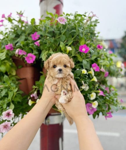 Maltipoo puppy for sale, dog for sale at Tagnimal