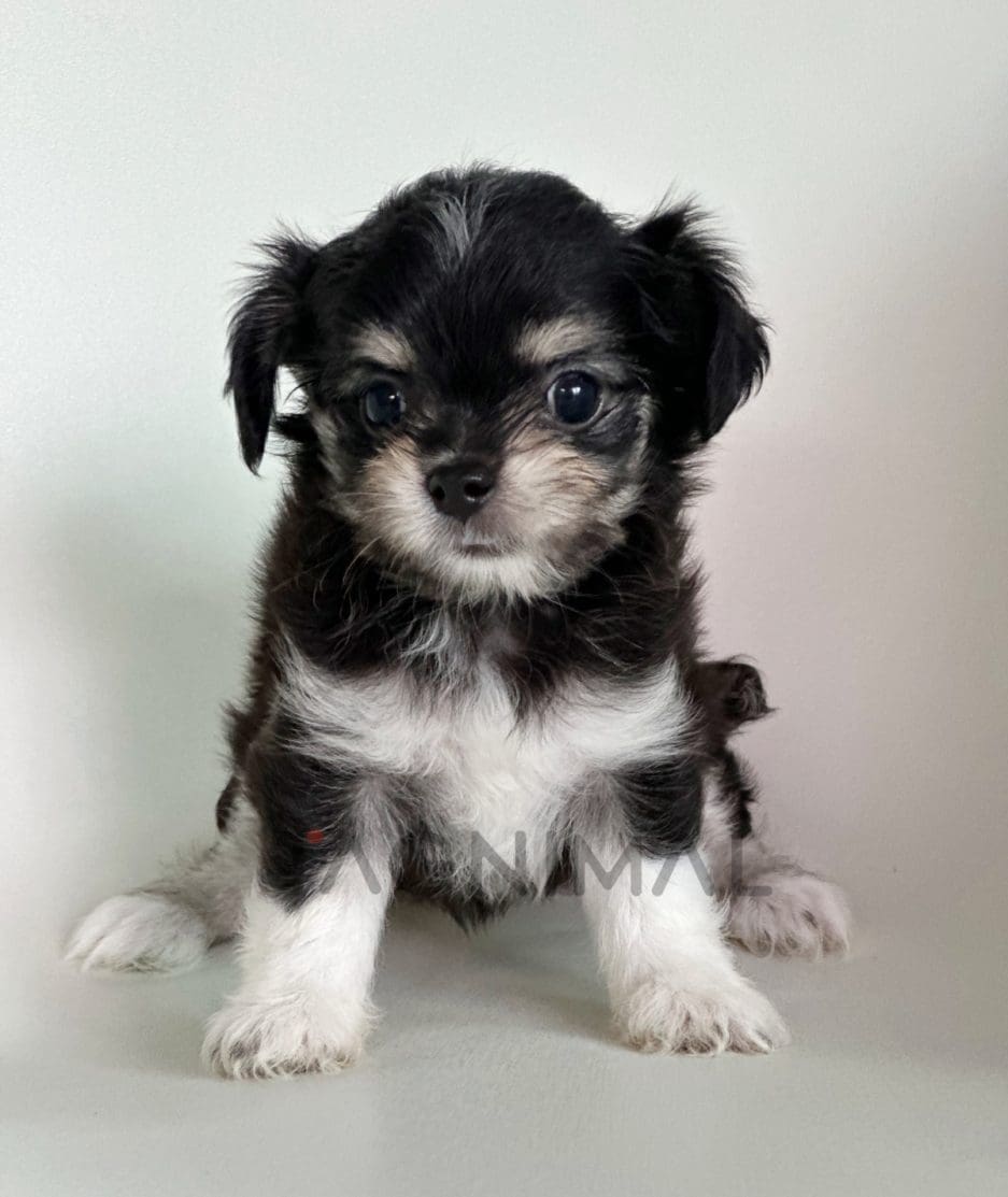 Malchi puppy for sale, dog for sale at Tagnimal