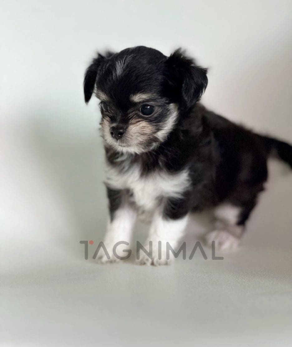 Malchi puppy for sale, dog for sale at Tagnimal