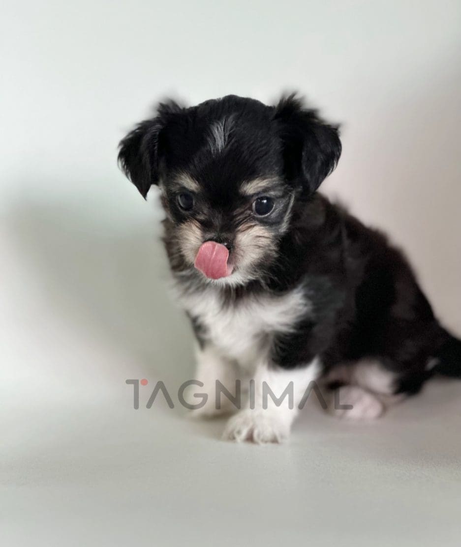 Malchi puppy for sale, dog for sale at Tagnimal