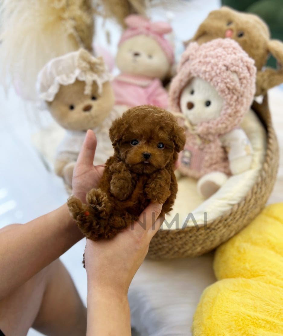 Poodle puppy for sale, dog for sale at Tagnimal