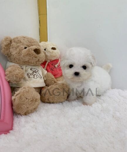 Bichon puppy for sale, dog for sale at Tagnimal