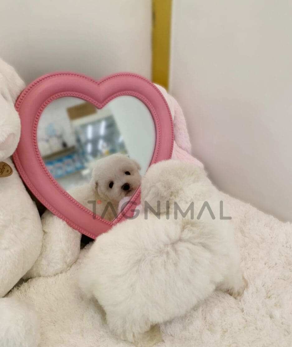 Bichon puppy for sale, dog for sale at Tagnimal