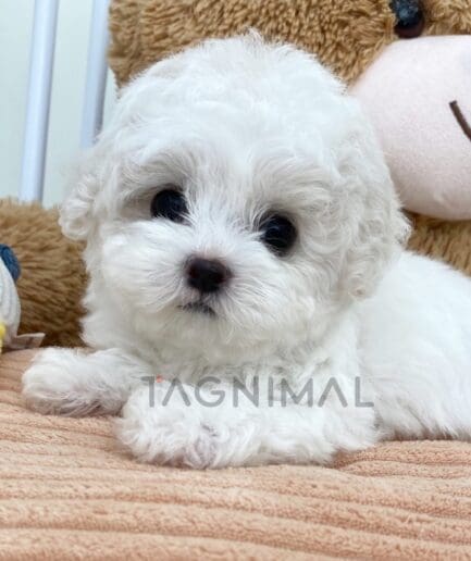 Bichon puppy for sale, dog for sale at Tagnimal