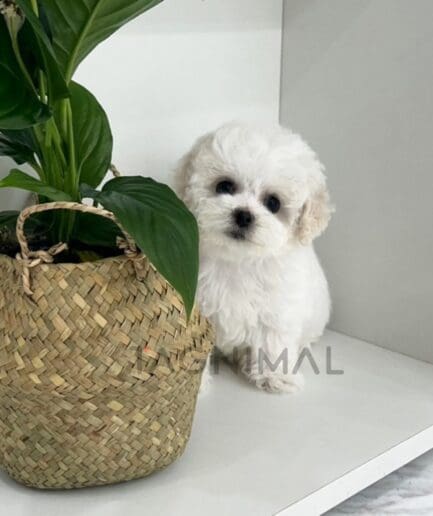 Bichon puppy for sale, dog for sale at Tagnimal