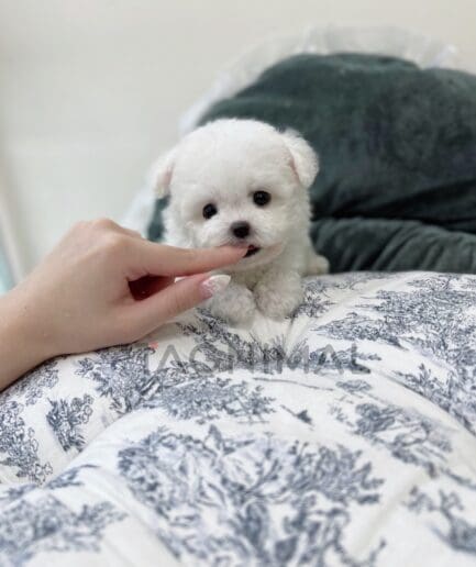 Bichon puppy for sale, dog for sale at Tagnimal