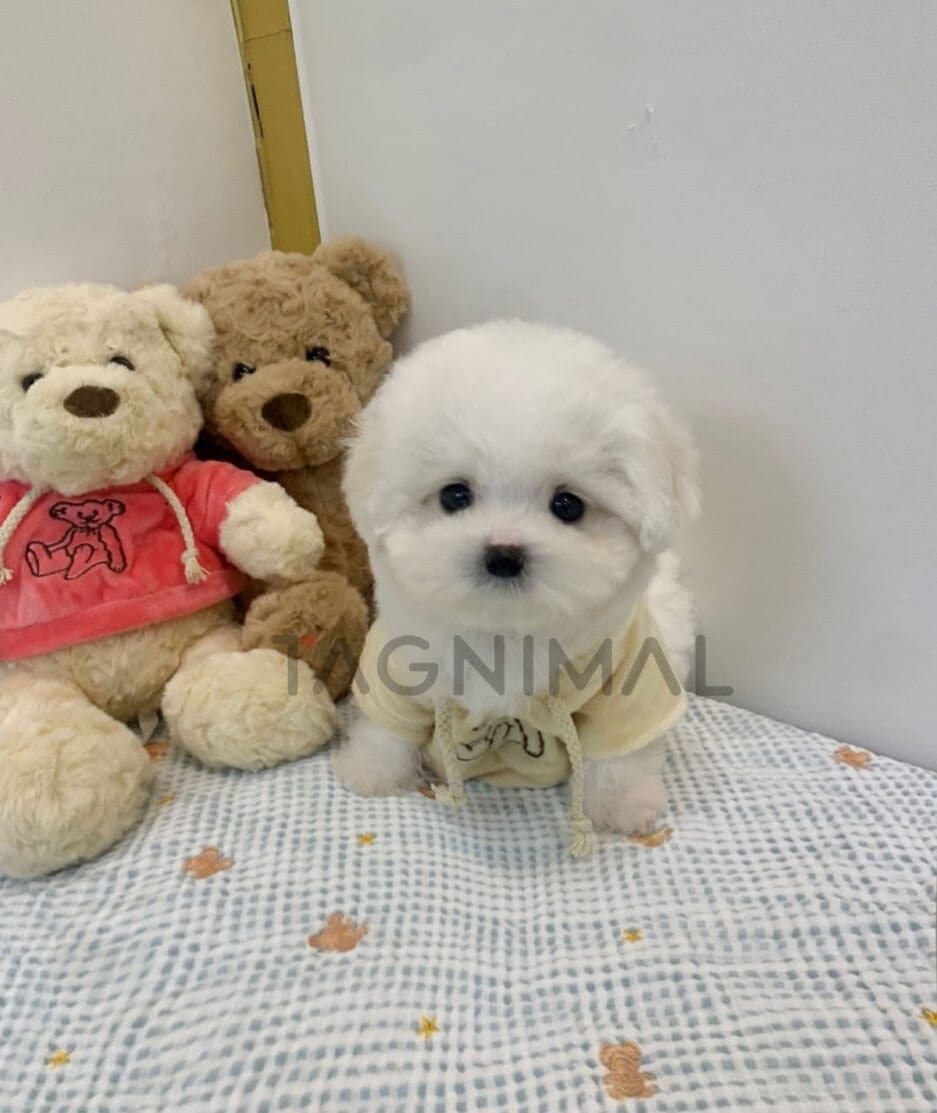 Bichon puppy for sale, dog for sale at Tagnimal