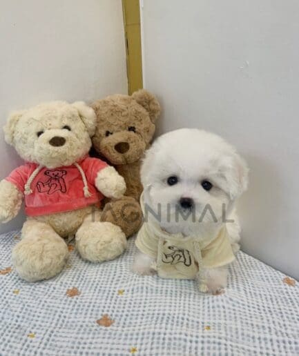 Bichon puppy for sale, dog for sale at Tagnimal