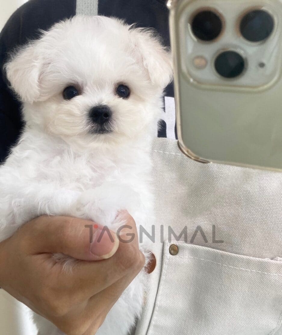 Bichon puppy for sale, dog for sale at Tagnimal