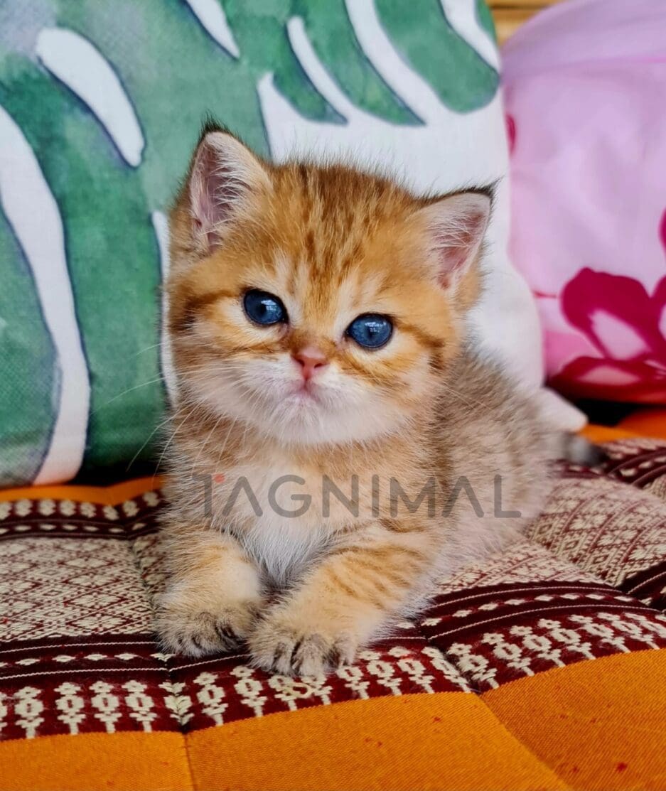 British Shorthair kitten for sale, cat for sale at Tagnimal