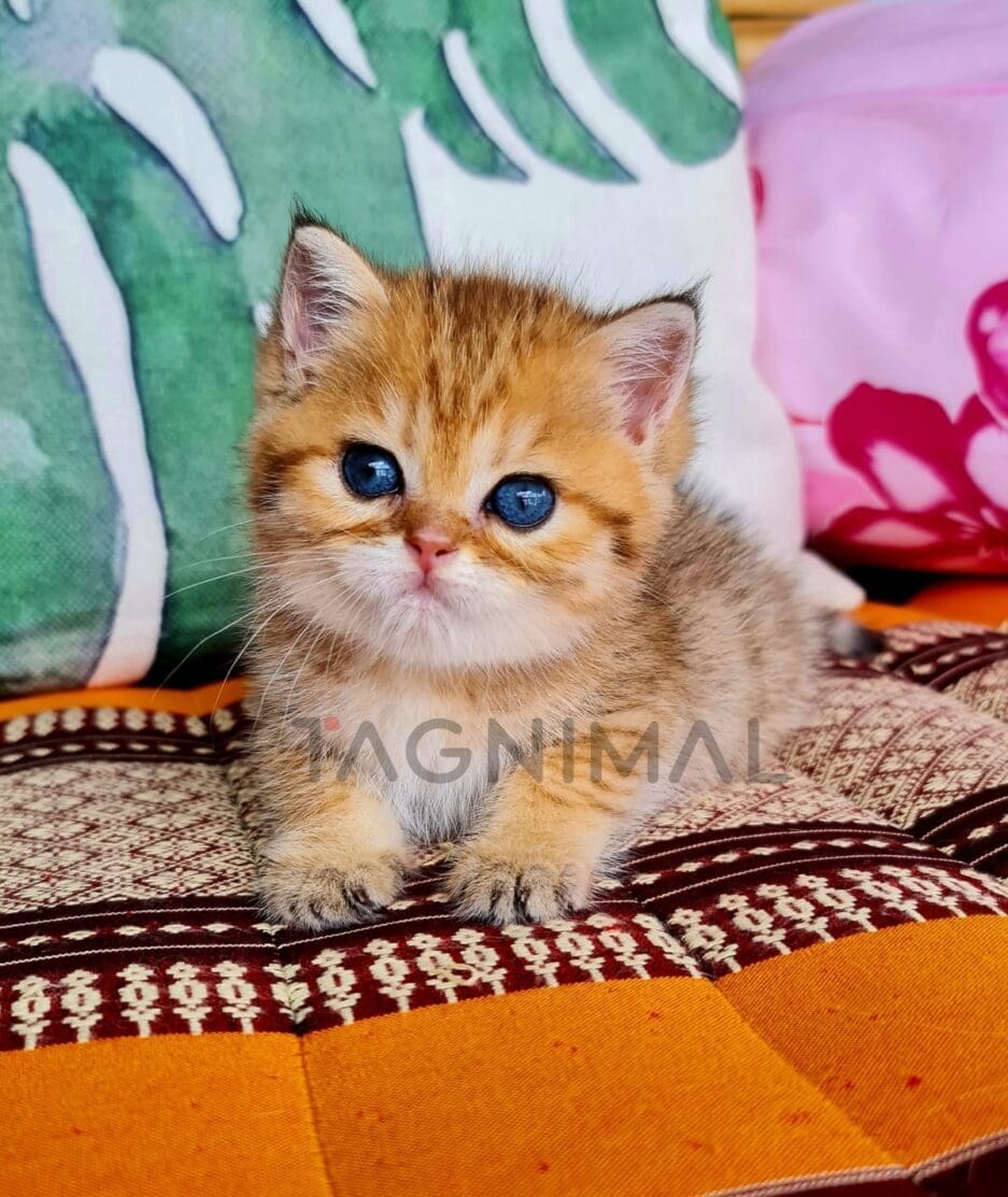 British Shorthair kitten for sale, cat for sale at Tagnimal