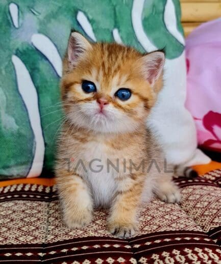 British Shorthair kitten for sale, cat for sale at Tagnimal