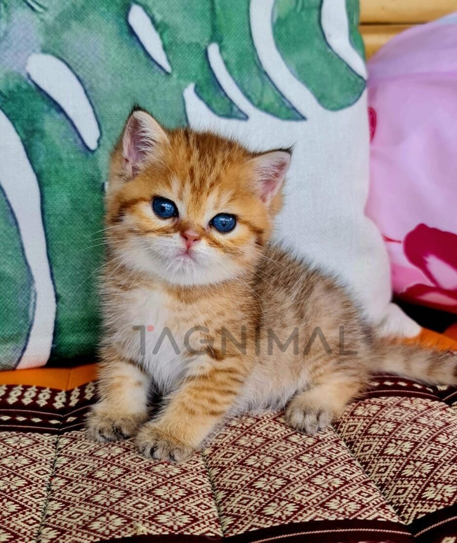 British Shorthair kitten for sale, cat for sale at Tagnimal