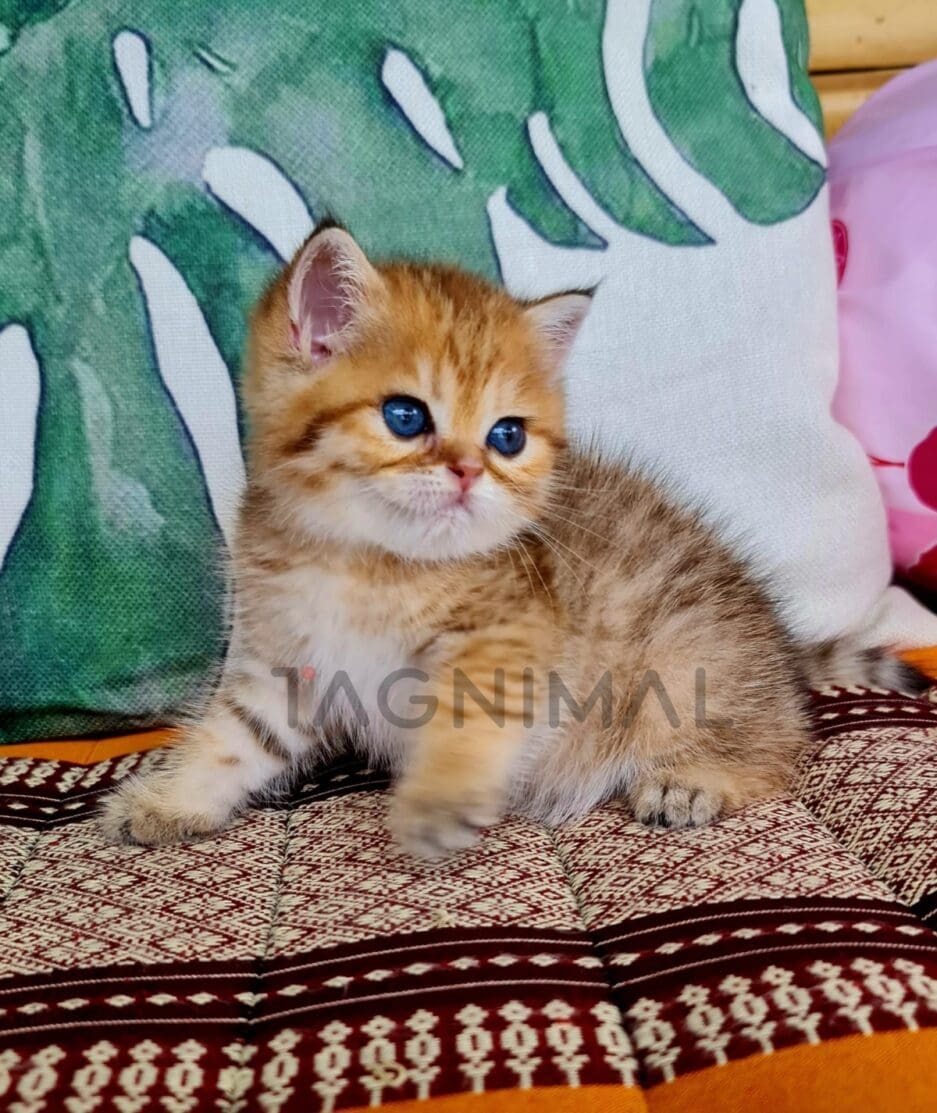 British Shorthair kitten for sale, cat for sale at Tagnimal