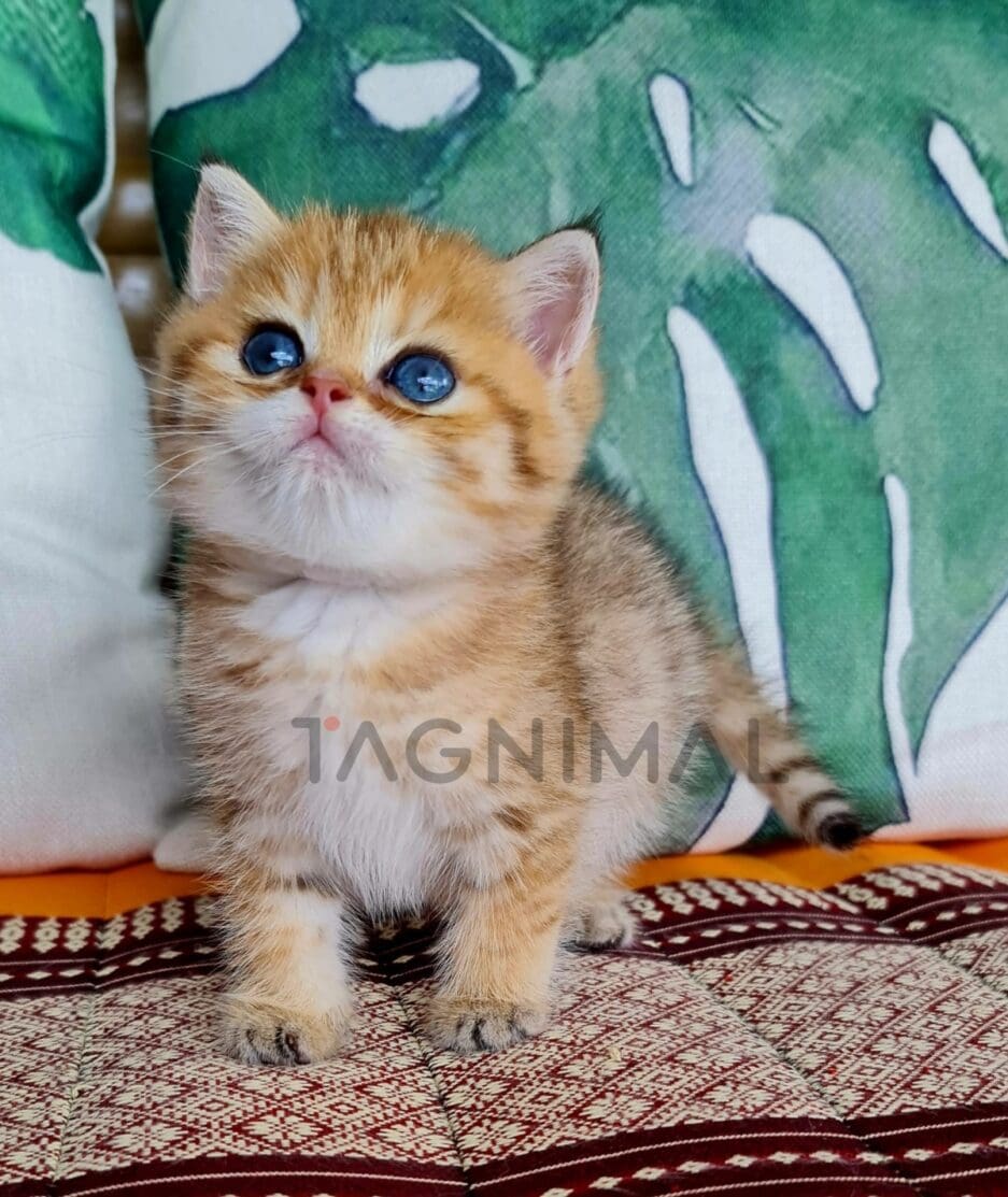 British Shorthair kitten for sale, cat for sale at Tagnimal