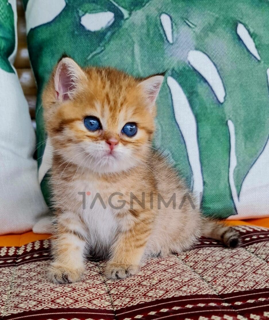 British Shorthair kitten for sale, cat for sale at Tagnimal