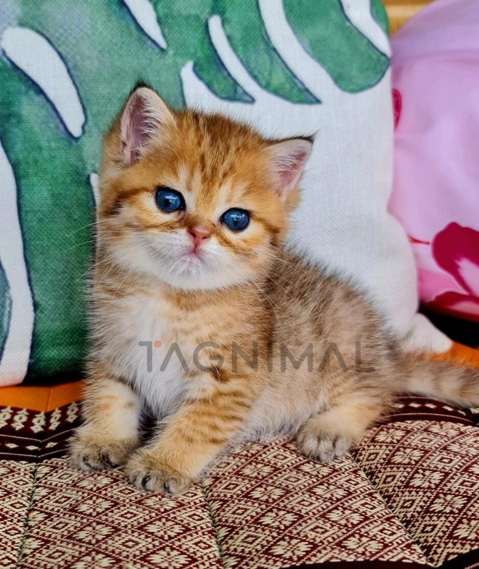 British Shorthair kitten for sale, cat for sale at Tagnimal