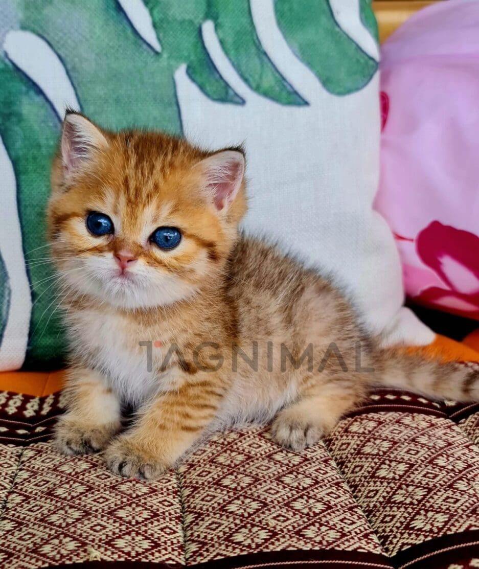 British Shorthair kitten for sale, cat for sale at Tagnimal