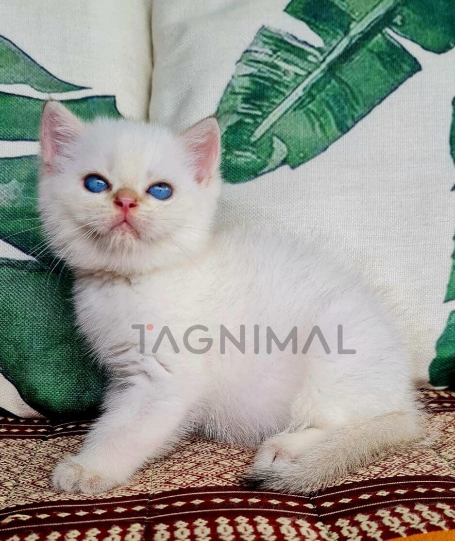 British Shorthair kitten for sale, cat for sale at Tagnimal