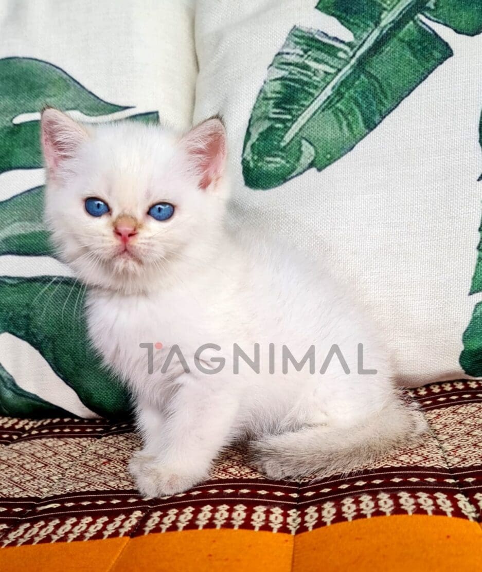 British Shorthair kitten for sale, cat for sale at Tagnimal