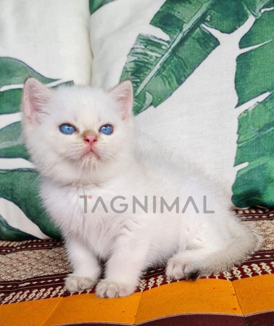 British Shorthair kitten for sale, cat for sale at Tagnimal