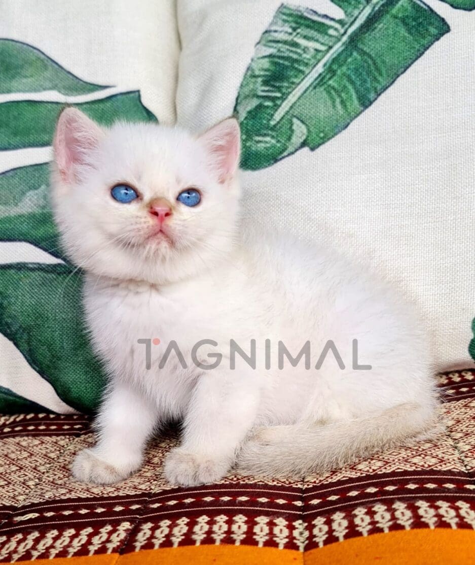 British Shorthair kitten for sale, cat for sale at Tagnimal