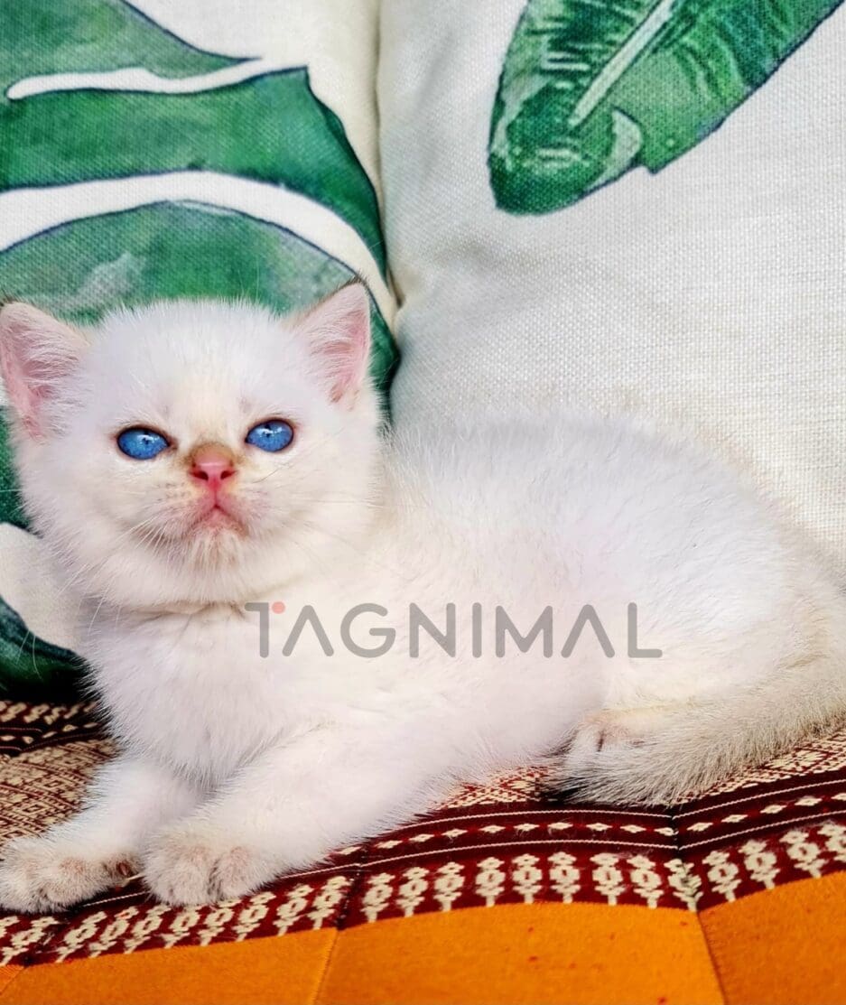 British Shorthair kitten for sale, cat for sale at Tagnimal