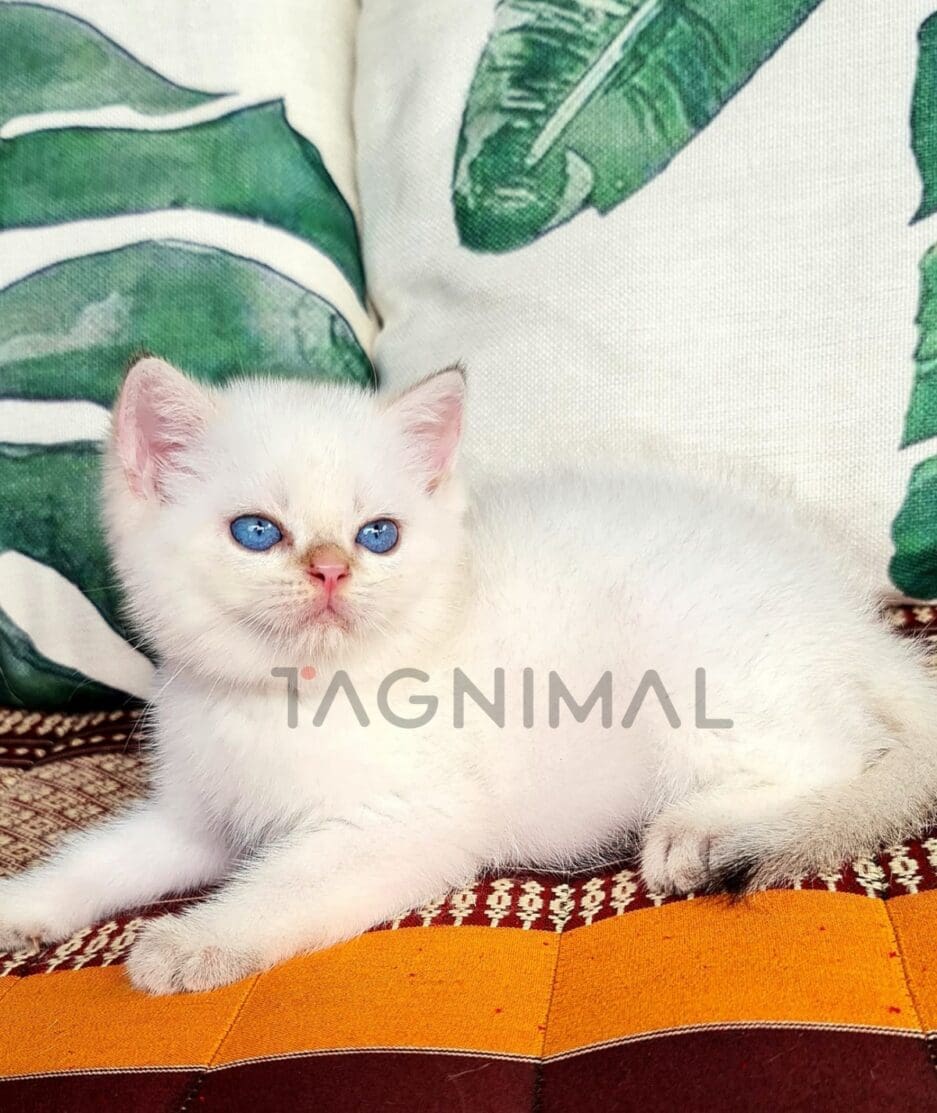 British Shorthair kitten for sale, cat for sale at Tagnimal