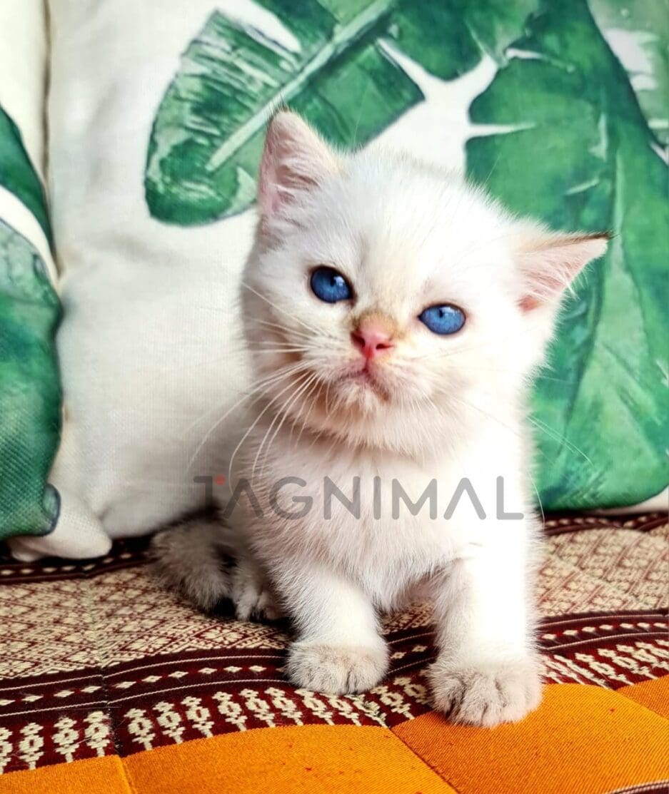 British Shorthair kitten for sale, cat for sale at Tagnimal