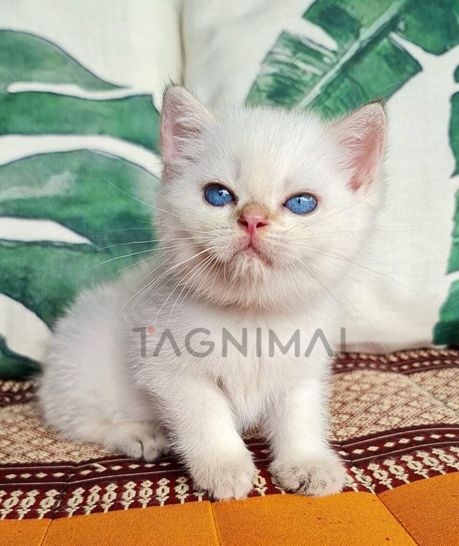 British Shorthair kitten for sale, cat for sale at Tagnimal