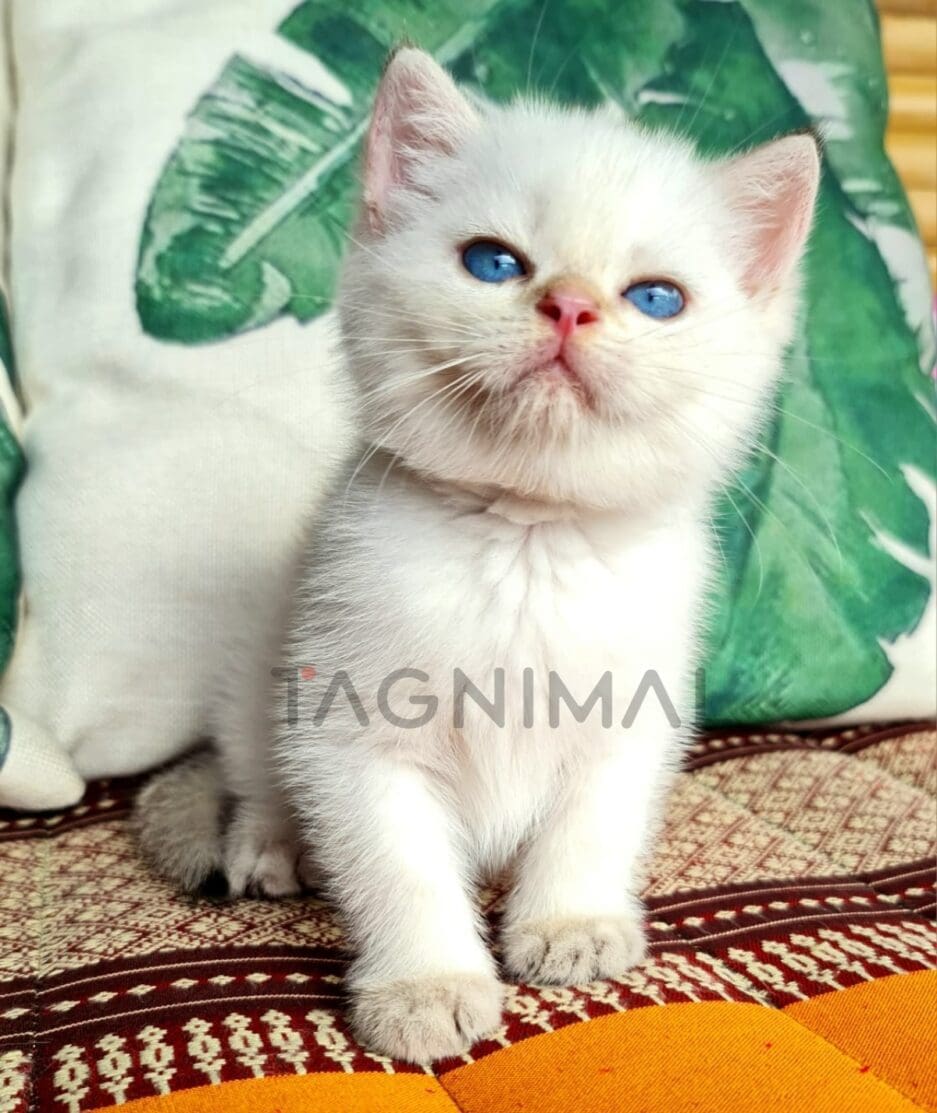 British Shorthair kitten for sale, cat for sale at Tagnimal