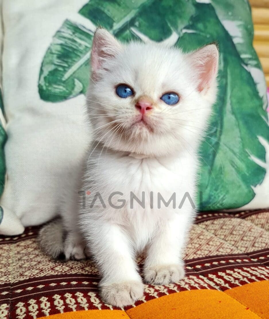 British Shorthair kitten for sale, cat for sale at Tagnimal