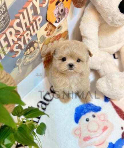 Maltipoo puppy for sale, dog for sale at Tagnimal