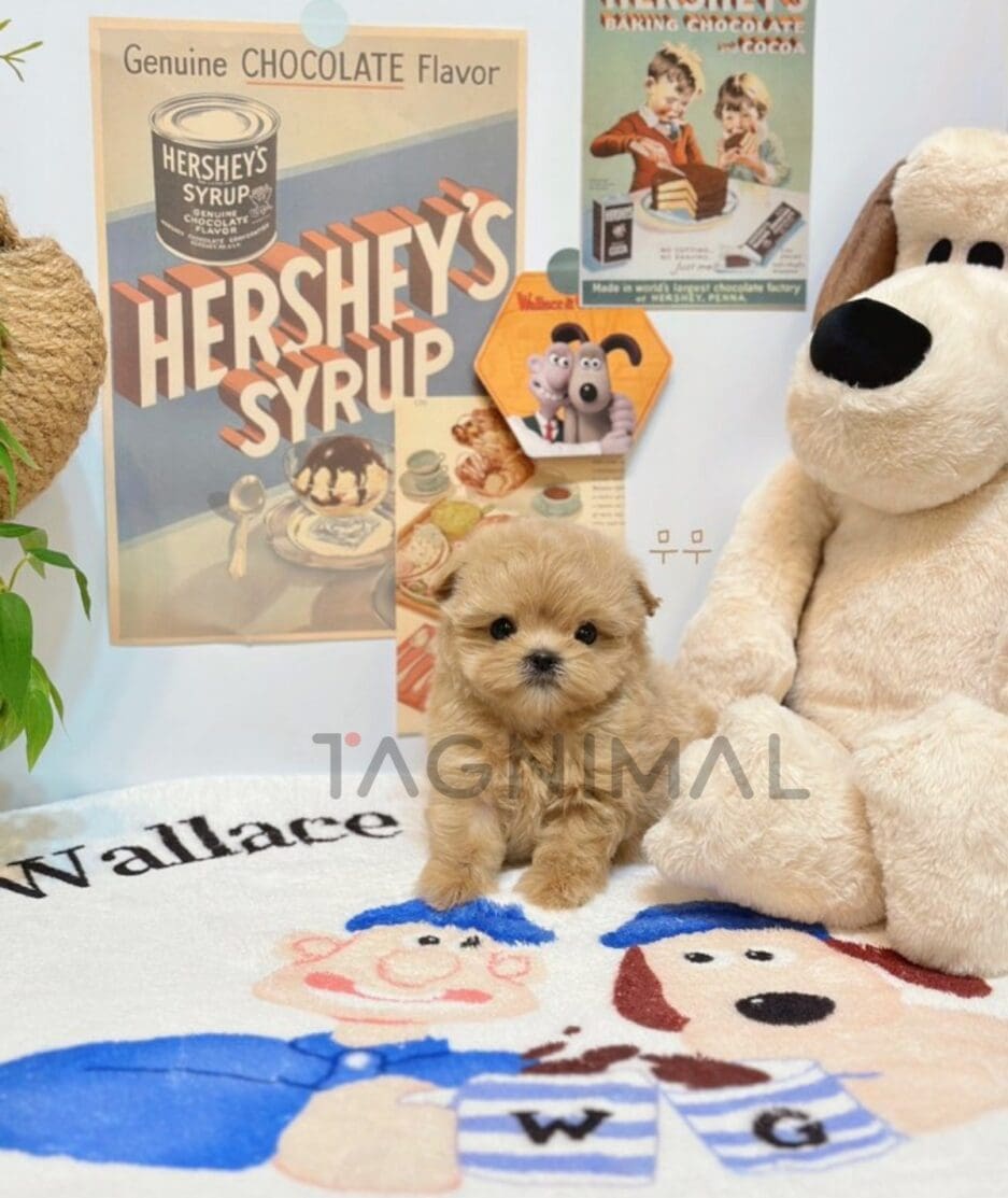 Maltipoo puppy for sale, dog for sale at Tagnimal