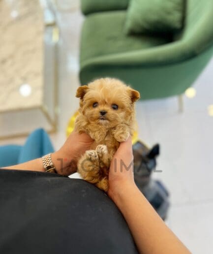 Maltipoo puppy for sale, dog for sale at Tagnimal