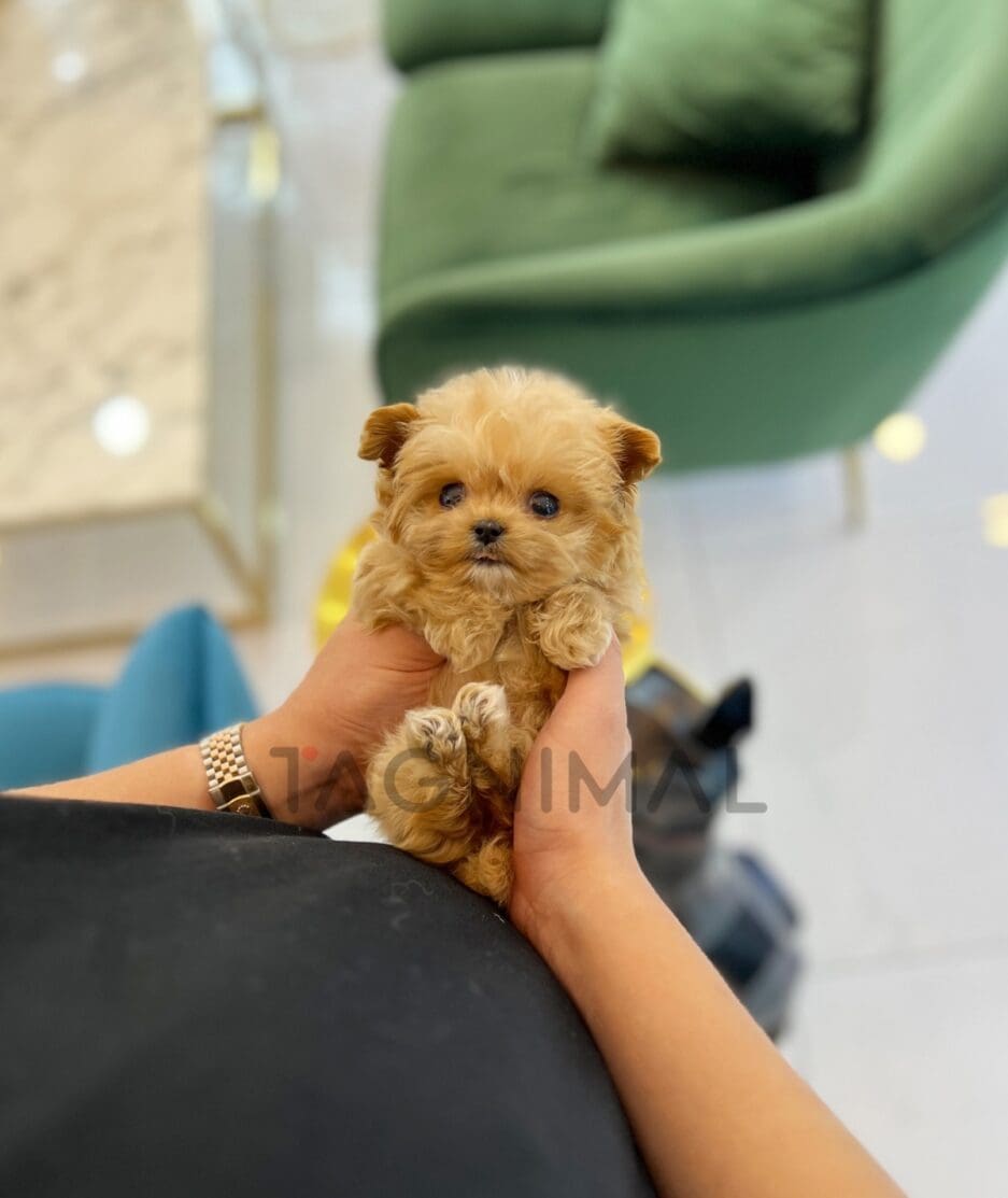 Maltipoo puppy for sale, dog for sale at Tagnimal