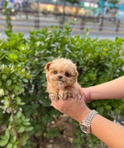 Maltipoo puppy for sale, dog for sale at Tagnimal