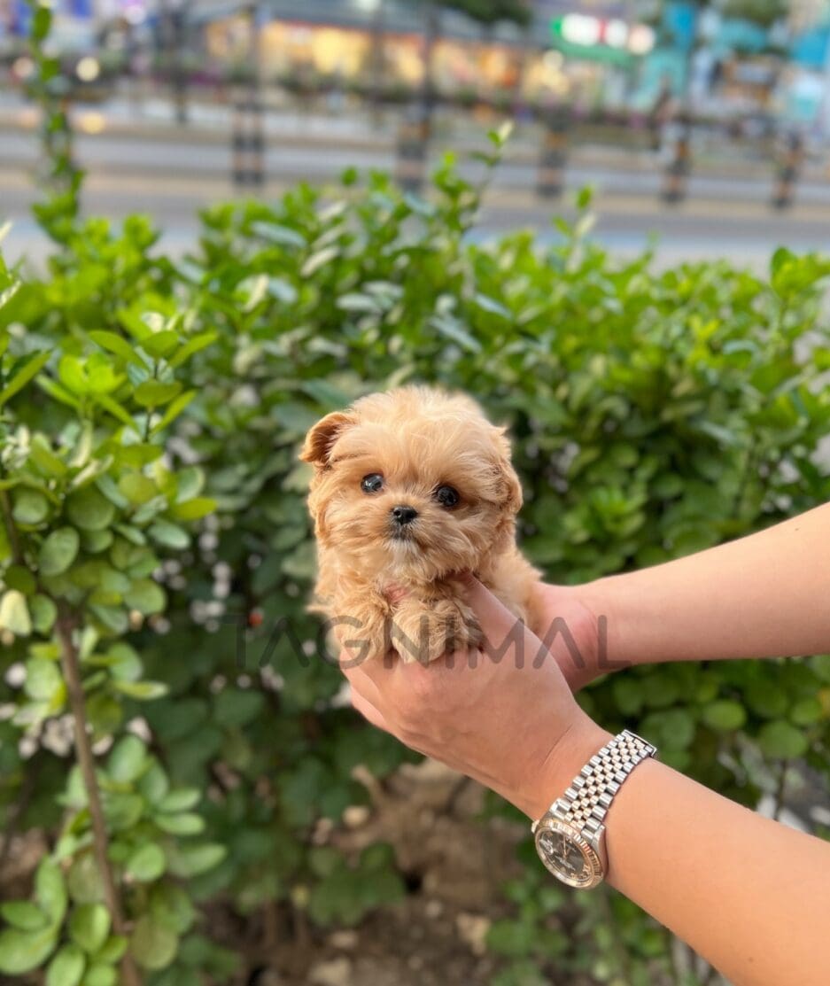 Maltipoo puppy for sale, dog for sale at Tagnimal