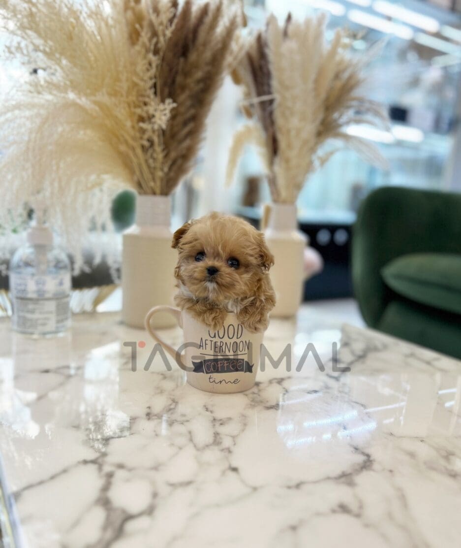 Maltipoo puppy for sale, dog for sale at Tagnimal