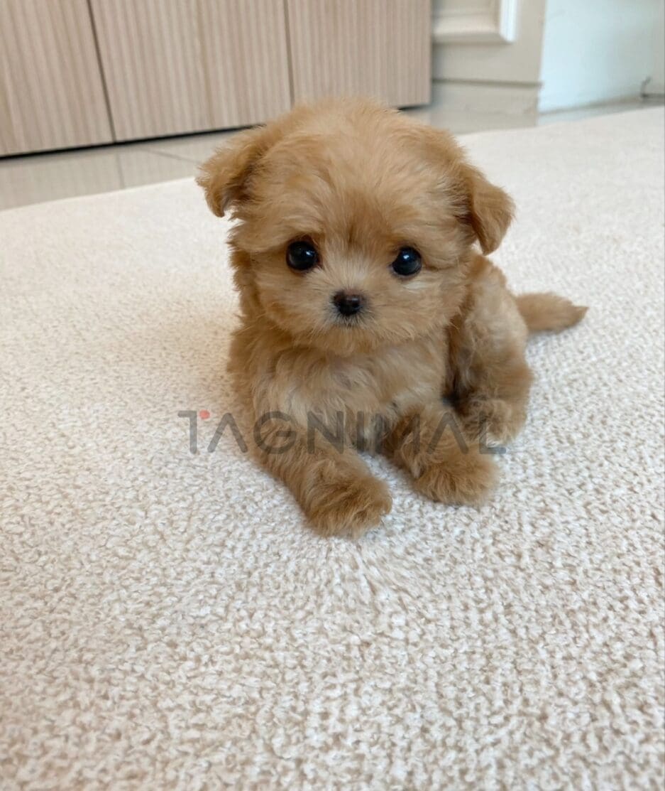 Maltipoo puppy for sale, dog for sale at Tagnimal