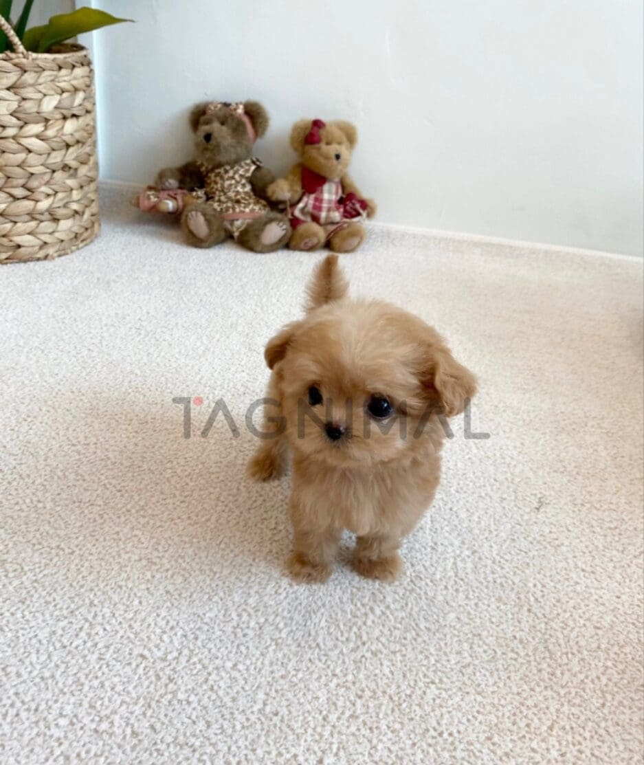 Maltipoo puppy for sale, dog for sale at Tagnimal