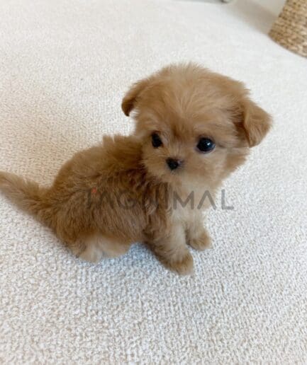 Maltipoo puppy for sale, dog for sale at Tagnimal