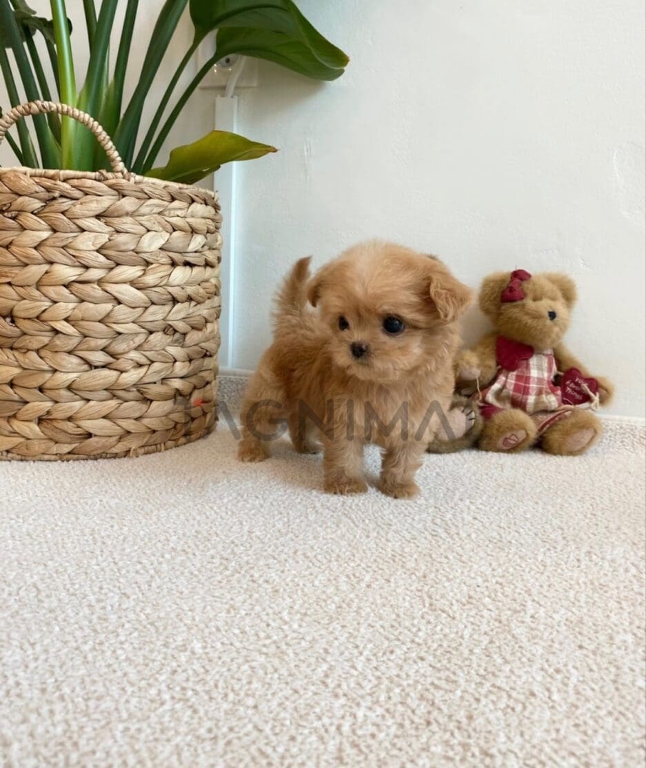 Maltipoo puppy for sale, dog for sale at Tagnimal