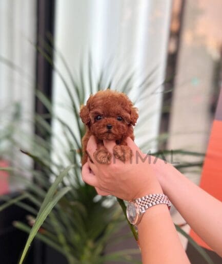 Poodle puppy for sale, dog for sale at Tagnimal