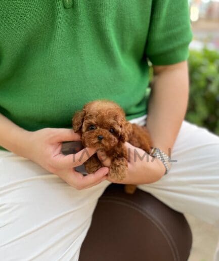 Poodle puppy for sale, dog for sale at Tagnimal