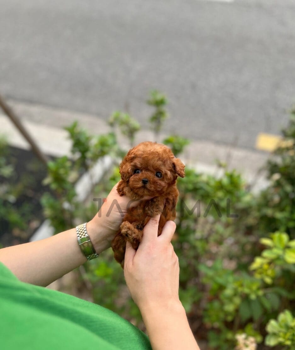 Poodle puppy for sale, dog for sale at Tagnimal