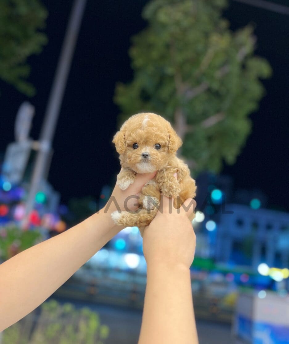 Maltipoo puppy for sale, dog for sale at Tagnimal