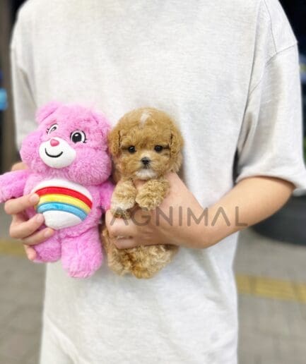 Maltipoo puppy for sale, dog for sale at Tagnimal