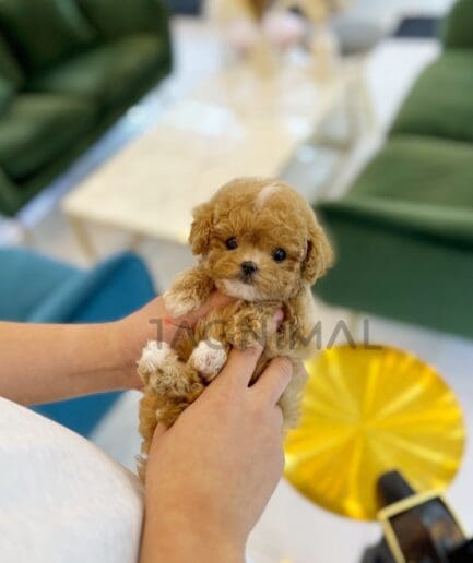 Maltipoo puppy for sale, dog for sale at Tagnimal