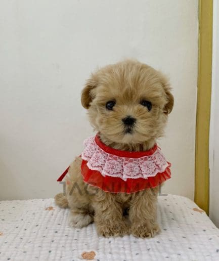 Maltipoo puppy for sale, dog for sale at Tagnimal